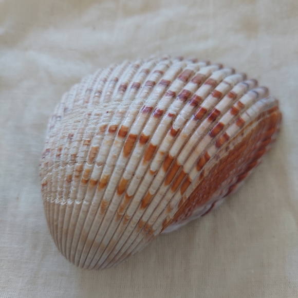 Large Cockle Shell - Picture 3 of 7